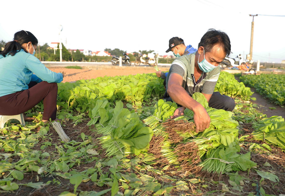 Rau cải ở thôn Tiền Lệ, xã Tiền Yên, huyện Hoài Đức (Hà Nội) ngày 25/10 có giá 15.000đ một mớ (tương đương 30.000đ/kg). (Ảnh: Vũ Sinh/TTXVN)