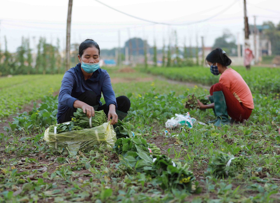 Nông dân thôn Tiền Lệ, xã Tiền Yên, huyện Hoài Đức (Hà Nội) thu hoạch rau cải để cung cấp cho thị trường Hà Nội. (Ảnh: Vũ Sinh/TTXVN)