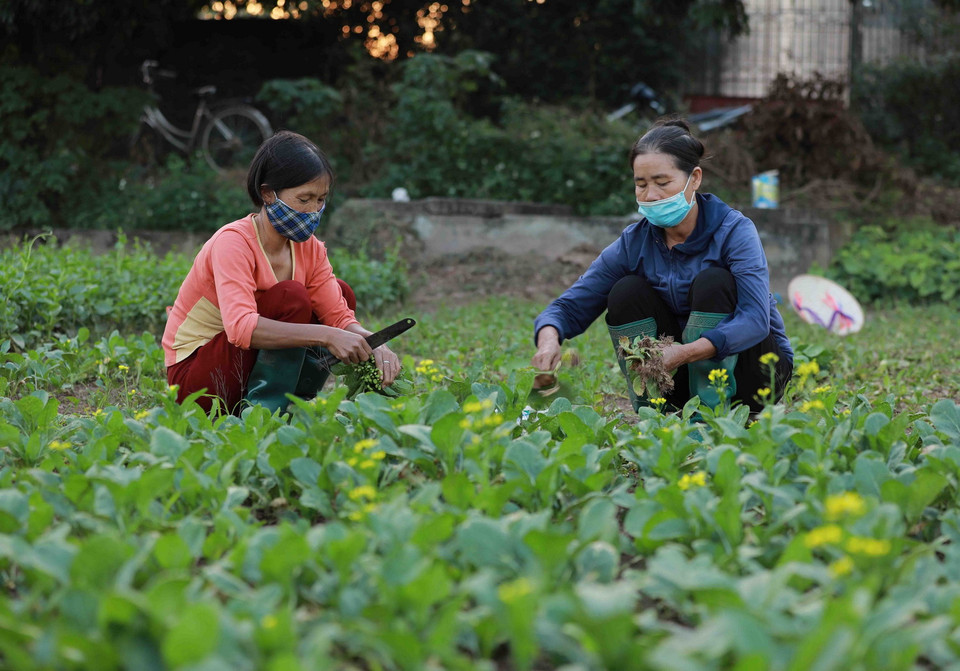 Nông dân thôn Tiền Lệ, xã Tiền Yên, huyện Hoài Đức (Hà Nội) thu hoạch rau cải để cung cấp cho thị trường Hà Nội. (Ảnh: Vũ Sinh/TTXVN)