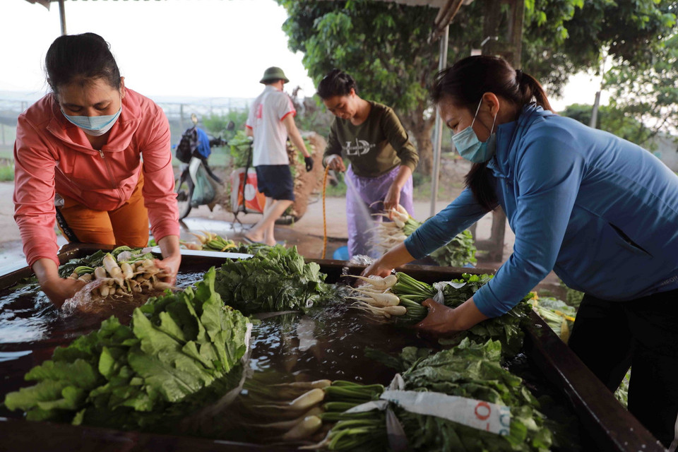 Nông dân thôn Tiền Lệ, xã Tiền Yên, huyện Hoài Đức (Hà Nội) thu hoạch rau cải để cung cấp cho thị trường Hà Nội. (Ảnh: Vũ Sinh/TTXVN)