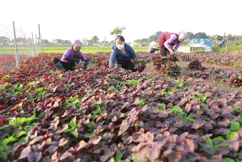 Nông dân thôn Tiền Lệ, xã Tiền Yên, huyện Hoài Đức (Hà Nội) thu hoạch rau dền để cung cấp cho thị trường Hà Nội. (Ảnh: Vũ Sinh/TTXVN)