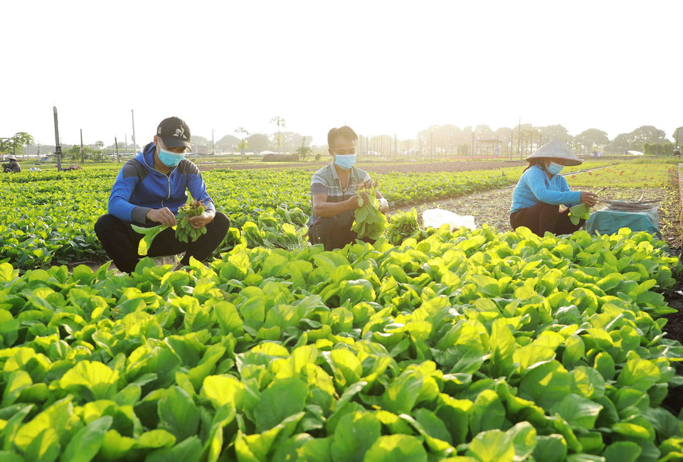 Nông dân thôn Tiền Lệ, xã Tiền Yên, huyện Hoài Đức (Hà Nội) thu hoạch rau cải để cung cấp cho thị trường Hà Nội. (Ảnh: Vũ Sinh/TTXVN)