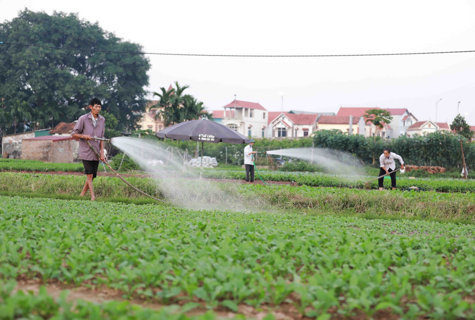 Nông dân thôn Tiền Lệ, xã Tiền Yên, huyện Hoài Đức (Hà Nội) chăm sóc rau để cung cấp cho thị trường Hà Nội. (Ảnh: Vũ Sinh/TTXVN)