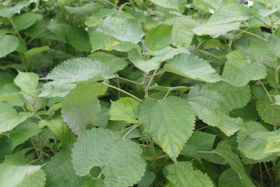 Cây gai là nguyên liệu chính để dệt võng. (Ảnh: Bích Huệ/ TTXVN)