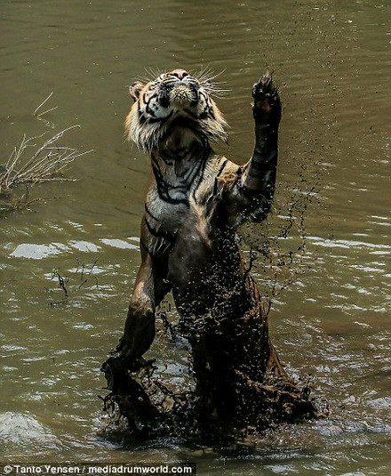 Lano nắm chặt miếng mồi trong tay. (Nguồn: Daily Mail)