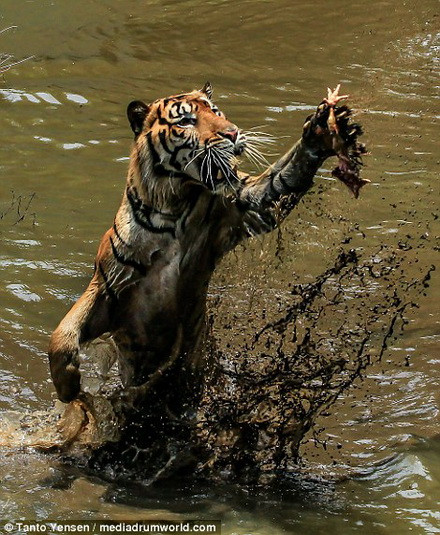 Lano dính đầy bùn khi lao lên khỏi mặt nước. (Nguồn: Daily Mail)