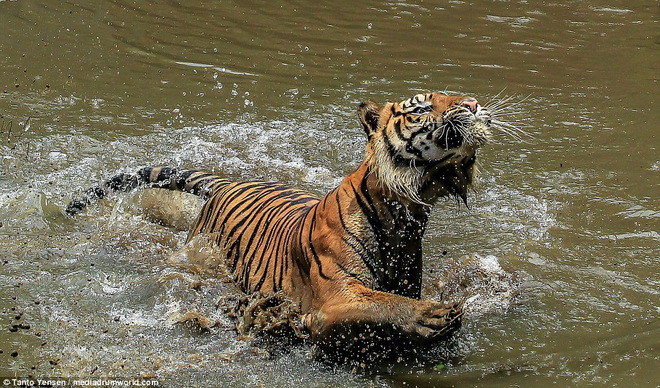Con hổ có tên là Lano. (Nguồn: Daily Mail)