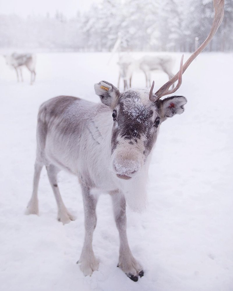 Chú hươu trông như kỳ lân một sừng vừa bước ra từ cổ tích. (Nguồn: Sputnik)