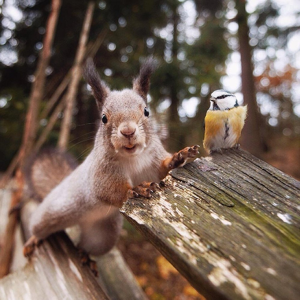 Chim: 'Nhìn em thật trẻ'. Sóc: 'Gì cơ. Nhìn xem hạt dẻ ở đâu á?'. (Nguồn: Sputnik)