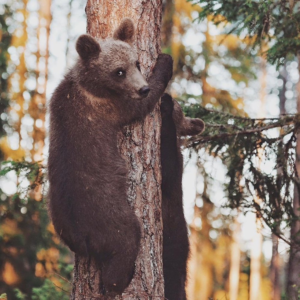 'Thoạt đầu tôi tưởng rằng cây có mắt. Sau đó tôi nhận ra rằng đó là 2 chú gấu đang thi xem ai trèo nhanh hơn'. (Nguồn: Sputnik)