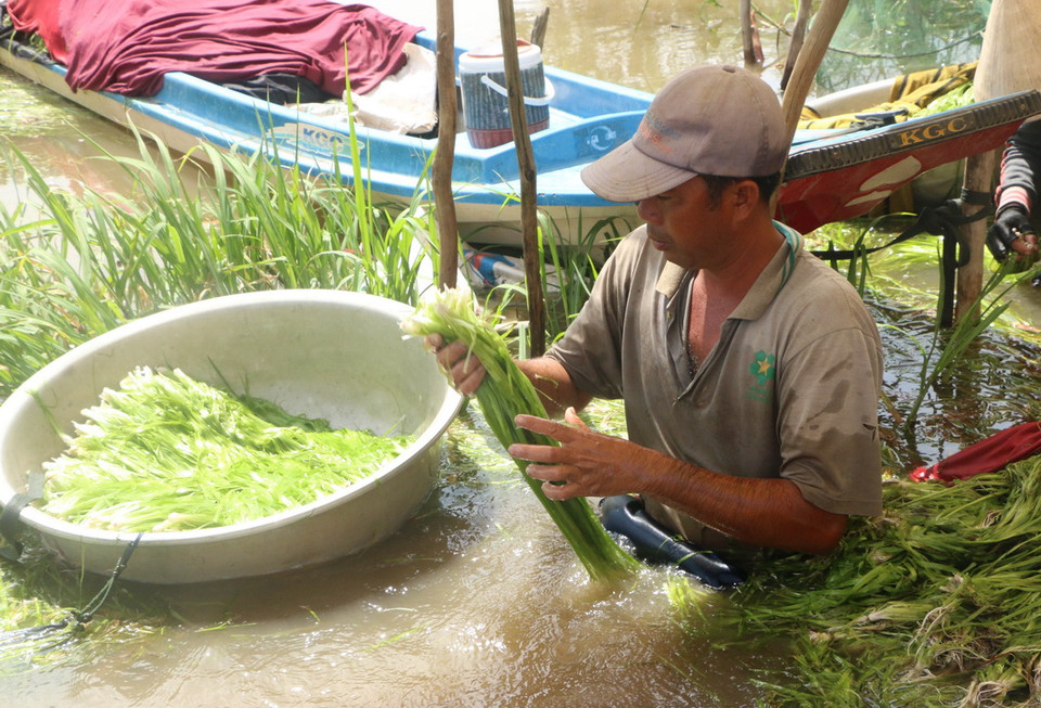 Anh Trần Văn Ngang, xã Tân Tập, huyện Mộc Hóa, nhặt hẹ nước vừa mới nhổ để chuẩn bị bán cho thương lái. (Ảnh: Bùi Giang/TTXVN)