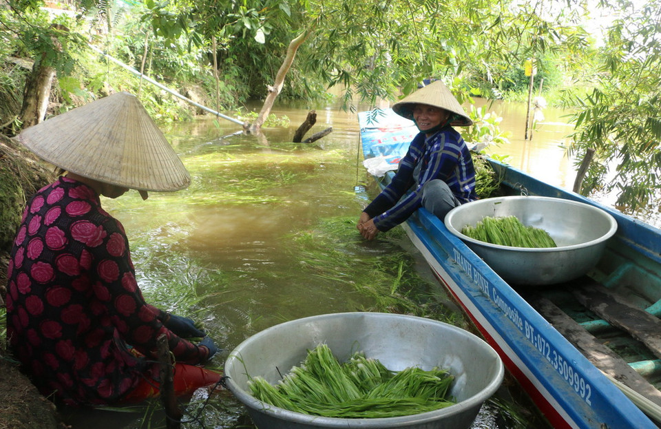 Hẹ nước là loại cây đặc sản trong mùa nước nổi của tỉnh Long An, có thể giúp người dân thu nhập từ 500-700 nghìn đồng/ngày. (Ảnh: Bùi Giang/TTXVN)