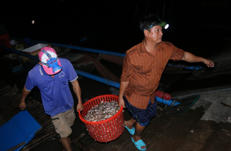 Người dân mang cá ra bán cho các thương lái ở chợ cá huyện Vĩnh Hưng. (Ảnh: Bùi Giang/TTXVN)