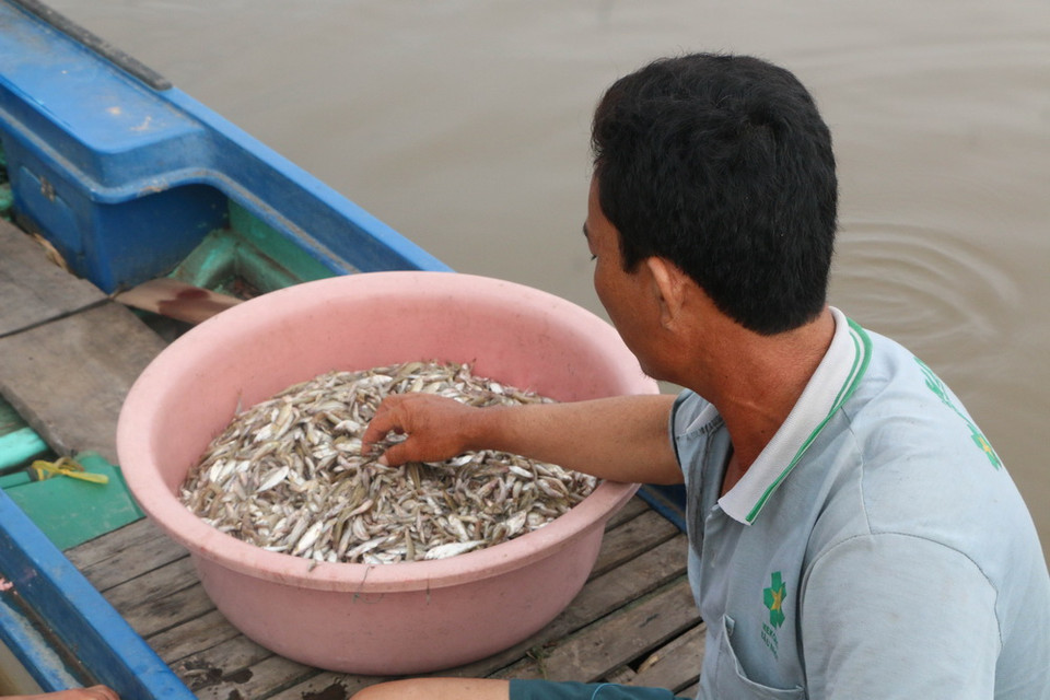 Mẻ cá mà anh Minh, xã Vĩnh Trị, huyện Vĩnh Hưng, vừa đánh bắt được. (Ảnh: Bùi Giang/TTXVN)