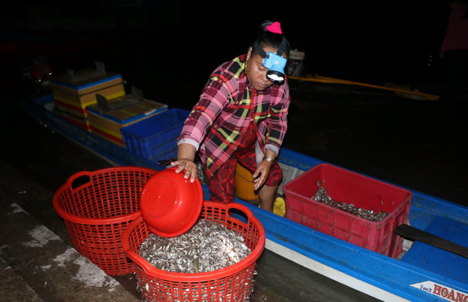 Phân loại cá trước khi mang ra chợ cá ở thị trấn Vĩnh Hưng, huyện Vĩnh Hưng, bán cho thương lái. (Ảnh: Bùi Giang/TTXVN)