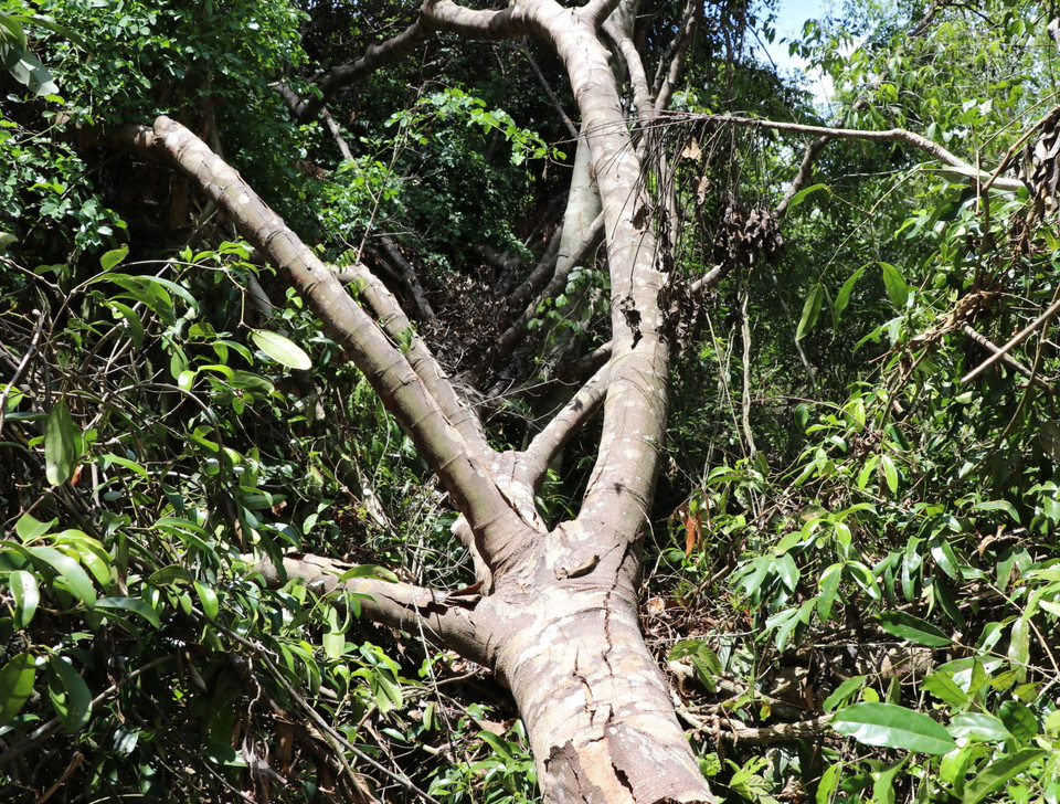 Cây rừng có đường kính lớn có chiều dài 15m mới bị cưa hạ. (Ảnh: Phạm Cường/TTXVN)
