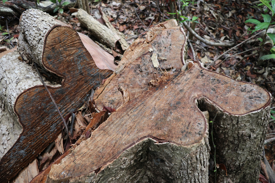 Cây rừng có đường kính lớn mới bị cưa hạ. (Ảnh: Phạm Cường/TTXVN)