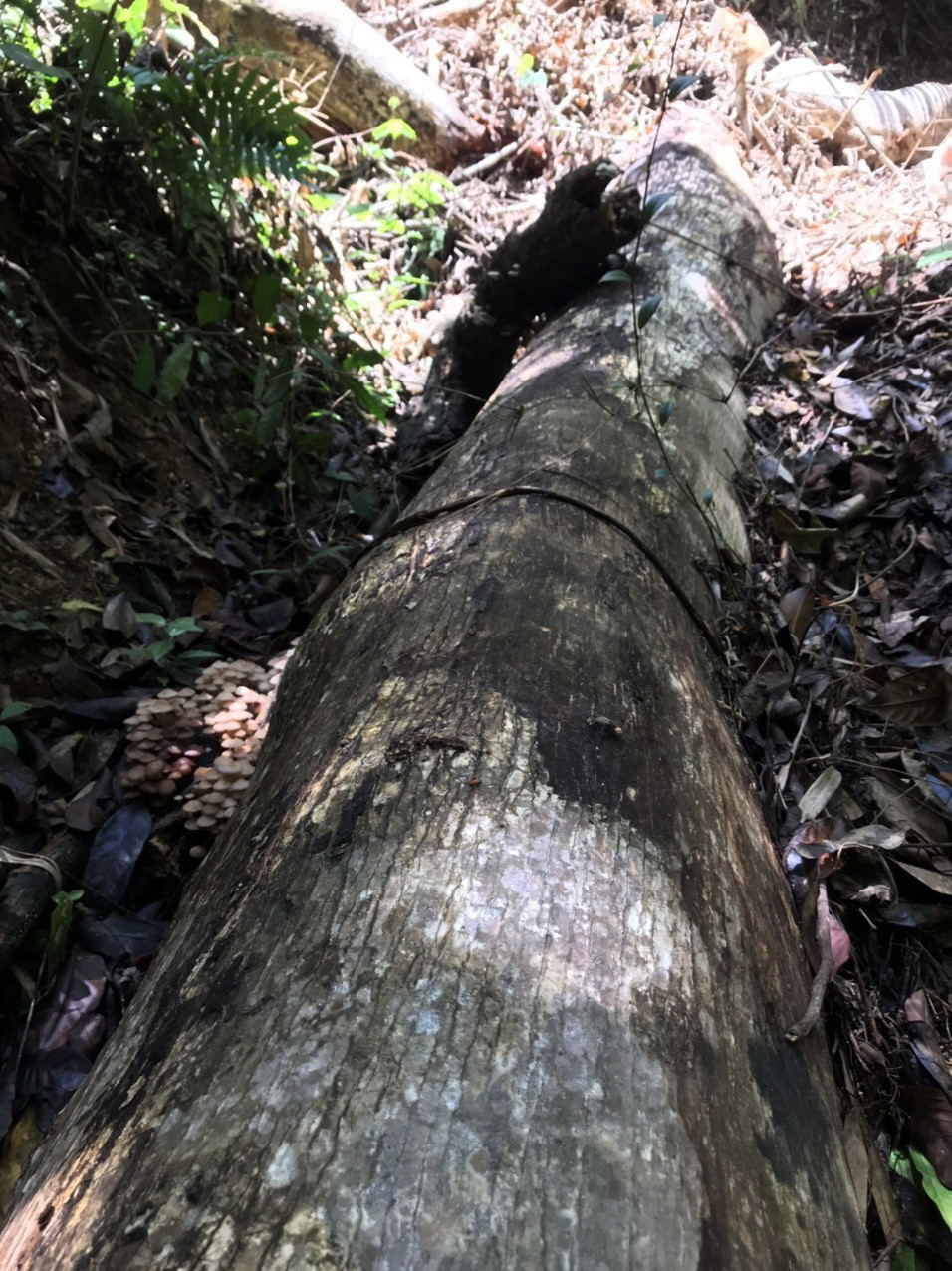 Tại tiểu khu 173 thuộc di tích lịch sử Quốc gia Hội trường Mùa Xuân, xã Sơn Long, huyện Sơn Hòa có 20 cây rừng bị đốn hạ khai thác lâm sản. (Ảnh: Phạm Cường/TTXVN)