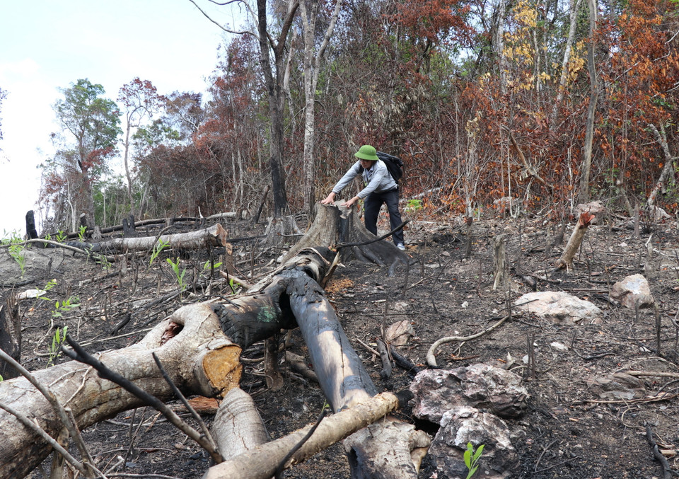 Vạt rừng 2.000m cách cổng di tích Hội trường Mùa Xuân 300m vừa bị phá trắng nằm ngổn ngang. (Ảnh: Phạm Cường/TTXVN)