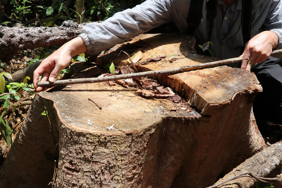 Lâm tặc cưa hạ những cây to trong loãi rừng để khai thác lâm sản. (Ảnh: Phạm Cường/TTXVN)
