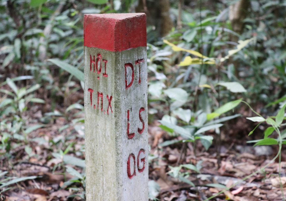 Có 20 cây gỗ lớn bị phá cách mốc rừng di tích lịch sử Quốc gia Hội trường Mùa Xuân khoảng 700m bi cưa hạ. (Ảnh: Phạm Cường/TTXVN)