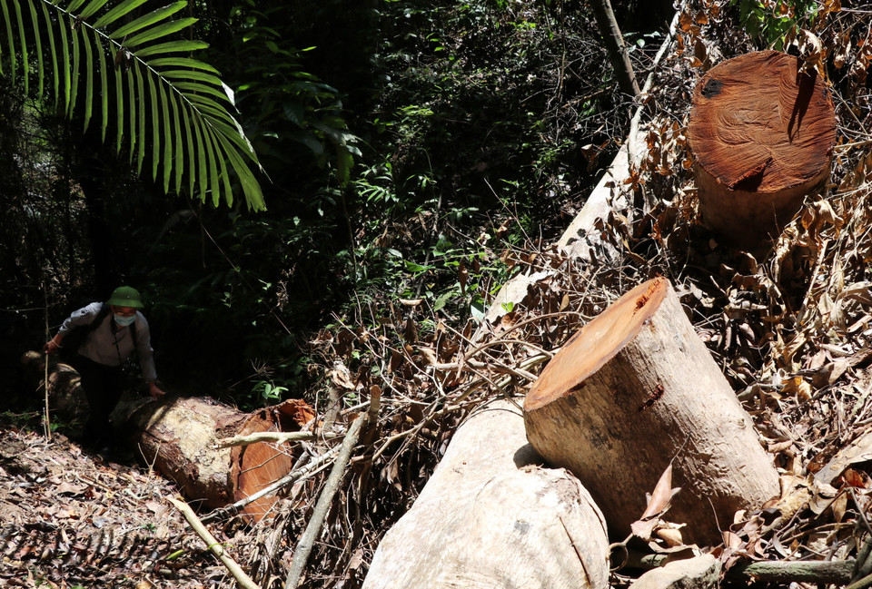 (Ảnh: Phạm Cường/TTXVN)