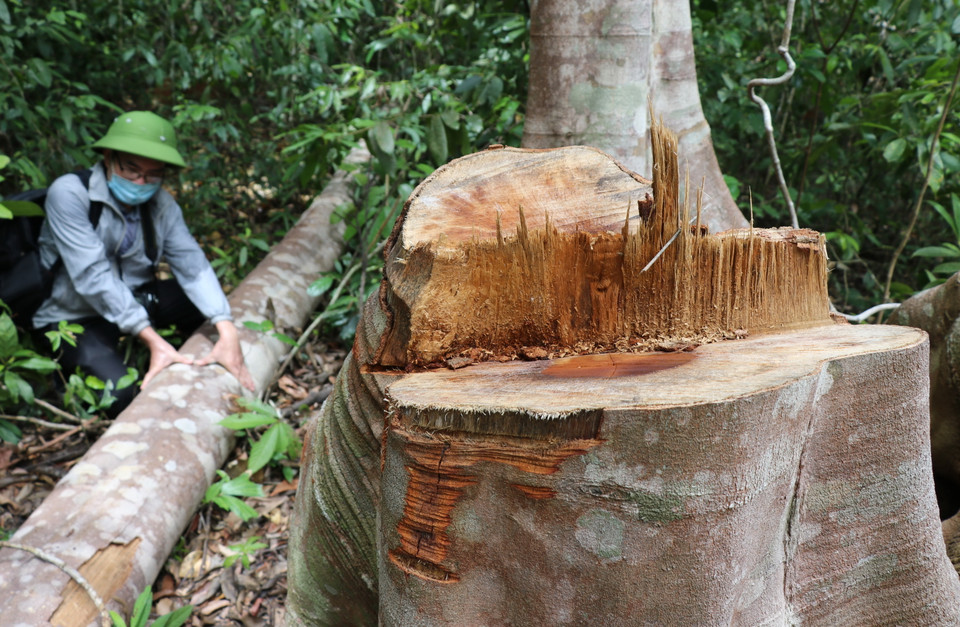Lâm tặc cưa hạ những cây to trong loãi rừng để khai thác lâm sản. (Ảnh: Phạm Cường/TTXVN)