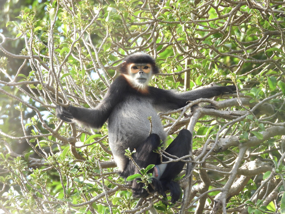 Trong quần thể Chà vá được phát hiện, đàn 1 ghi nhận tại Suối Cát 1; đàn 2 ở gần Vườn cao cao thuộc xã Xuân Thọ; đàn 3 tại khu vực gần đỉnh 837m thuộc xã Xuân Hiệp; đàn số 4 ở thị trấn Gia Ray; đàn 5 gần cột điện cáp quang 66-88; đàn số 6 tại thung lũng chết và đàn số 7 sau chùa ông Huệ. (Ảnh: TTXVN phát) 