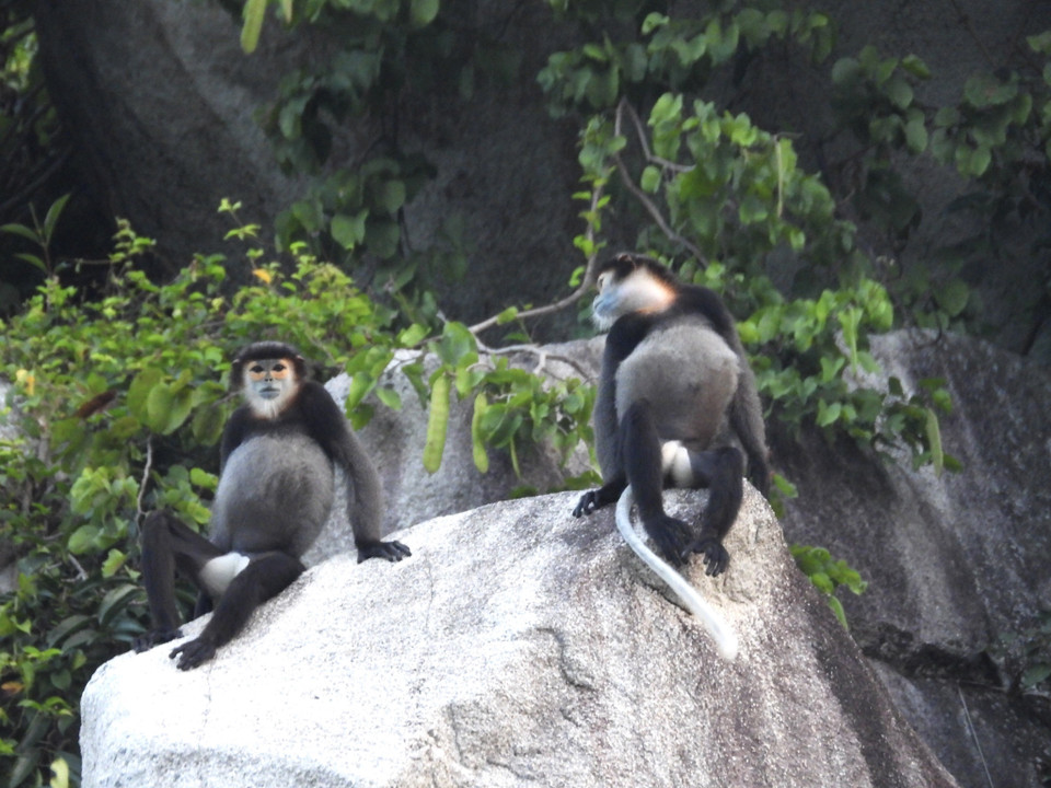 Theo Sở Nông nghiệp và Phát triển nông thôn tỉnh Đồng Nai, kết quả điều tra của đơn vị chức năng đã xác định được 1 quần thể Chà vá chân đen tại núi Chứa Chan có từ 159-192 con. (Ảnh: TTXVN phát) 