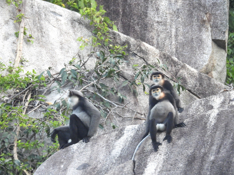 Chà vá chân đen tại núi Chứa Chan. (Ảnh: TTXVN phát) 