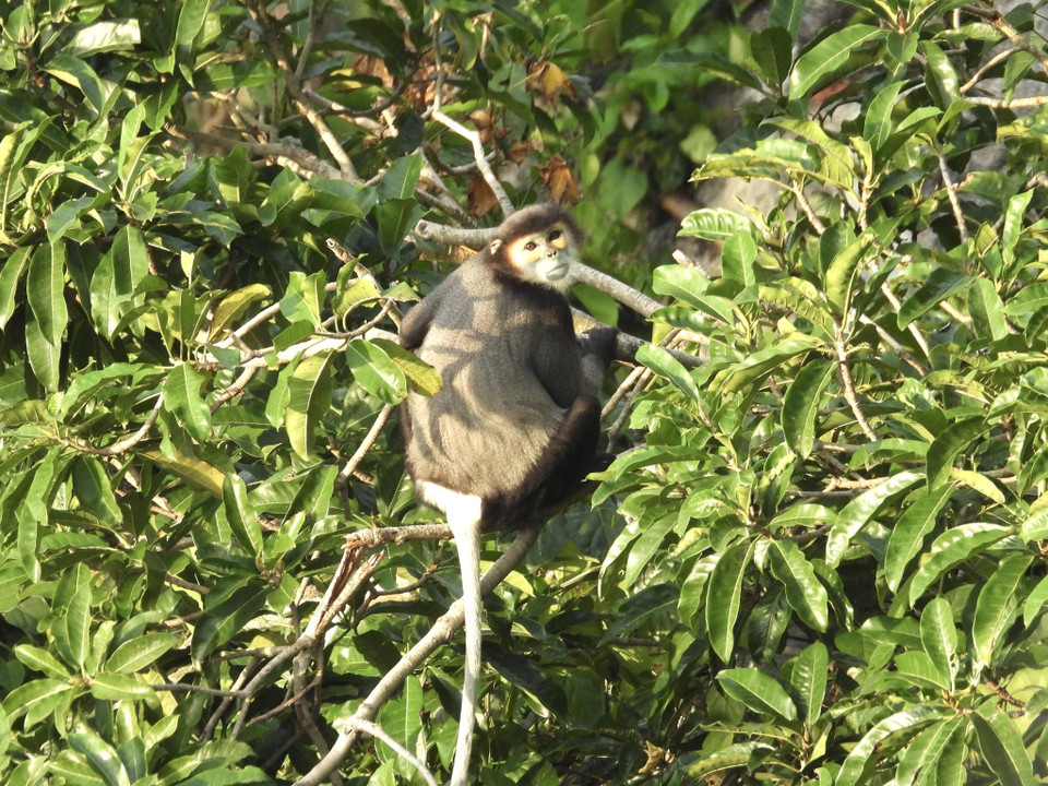 Chà vá chân đen tại núi Chứa Chan. (Ảnh: TTXVN phát) 