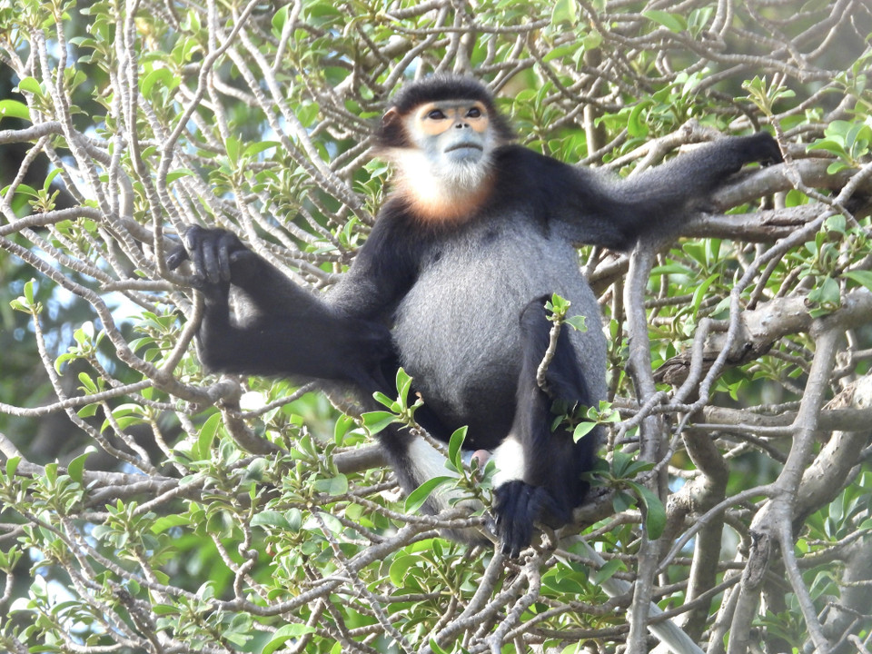  Vị trí ngủ của Chà vá chân đen thường ở các cây cao từ 3-30m, có tán rậm, nhiều cành, dây leo, kín gió hoặc thung lũng khuất gió. (Ảnh: TTXVN phát) 