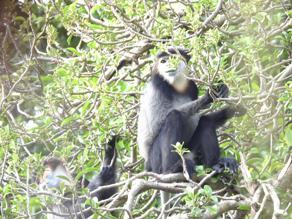  Phân bố Chà vá chân đen ghi nhận ở độ cao 180-800m. (Ảnh: TTXVN phát) 