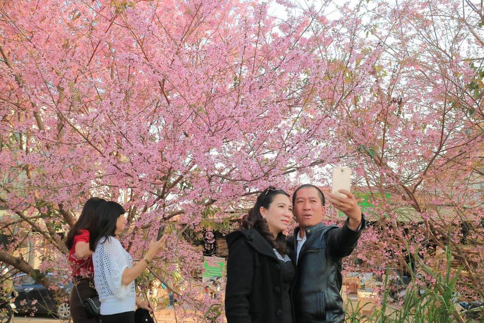 Hoa mai anh đào nở dọc các tuyến đường trung tâm thành phố Đà Lạt như Trần Hưng Đạo, Hùng Vương, Cô Giang, Phó Đức Chính, Nam Hồ, Trần Quang Diệu(Ảnh: Đặng Tuấn/TTXVN)