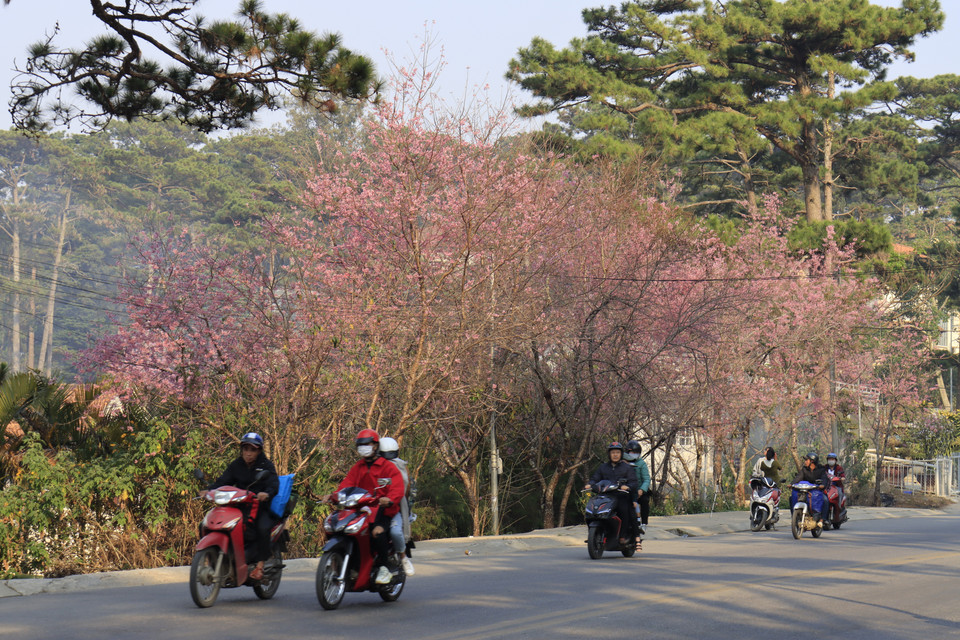 Mai anh đào nhuộm hồng phố núi hấp dẫn du khách.(Ảnh: Đặng Tuấn/TTXVN)