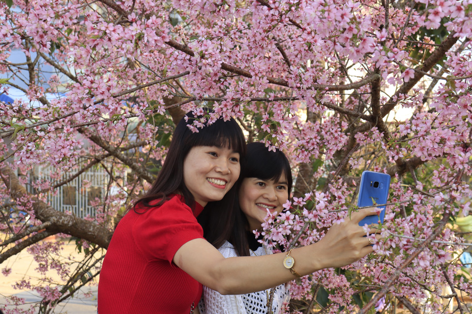 Mai anh đào nhuộm hồng phố núi hấp dẫn du khách.(Ảnh: Đặng Tuấn/TTXVN)