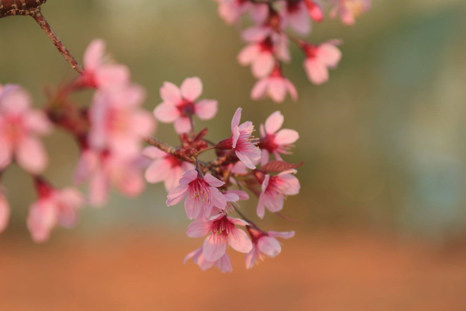Mai anh đào nhuộm hồng phố núi hấp dẫn du khách.(Ảnh: Đặng Tuấn/TTXVN)