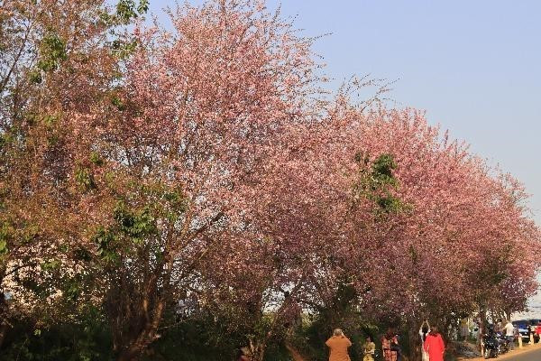 Mai anh đào nhuộm hồng phố núi hấp dẫn du khách.(Ảnh: Đặng Tuấn/TTXVN)