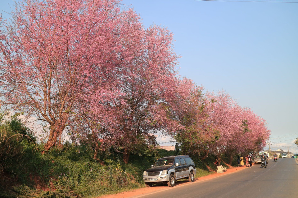 Các khu vực vùng ven như dọc quốc lộ 20 từ Đà Lạt xuống Cầu Đất, dọc quốc lộ 27C hướng từ Đà Lạt đi Nha Trang, hàng nghìn cây mai anh đào nở rộ khiến bất cứ người dân và du khách nào cũng đều ngất ngây chiêm ngưỡng. (Ảnh: Đặng Tuấn/TTXVN)