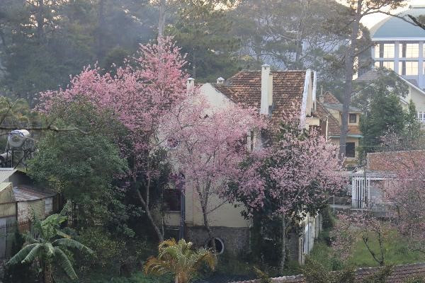 Những ngày này ở khắp các con đường tại thành phố Đà Lạt (tỉnh Lâm Đồng), người dân và du khách thỏa sức ngắm những chùm hoa mai anh đào khoe sắc. (Ảnh: Đặng Tuấn/TTXVN)