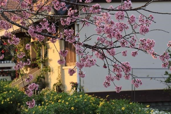 Mai anh đào nhuộm hồng phố núi hấp dẫn du khách.(Ảnh: Đặng Tuấn/TTXVN)