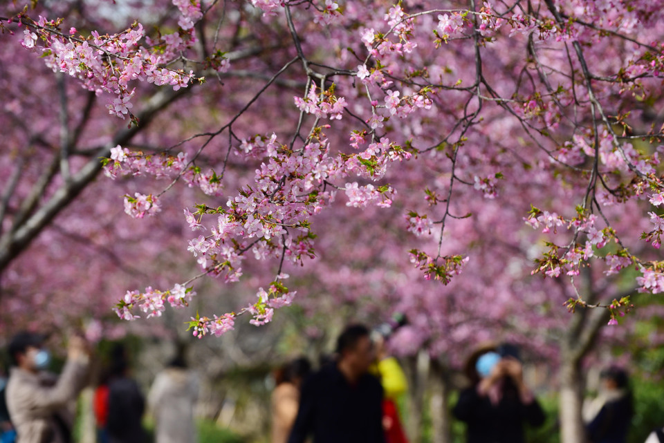 Hoa anh đào nở rộ tại Vô Tích, tỉnh Giang Tô, Trung Quốc. (Ảnh: THX/TTXVN)