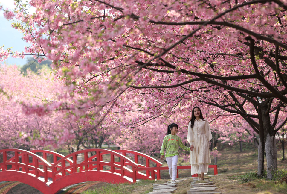 Người dân chiêm ngưỡng vẻ đẹp của hoa anh đào tại tỉnh Hồ Nam, Trung Quốc. (Ảnh: THX/TTXVN)