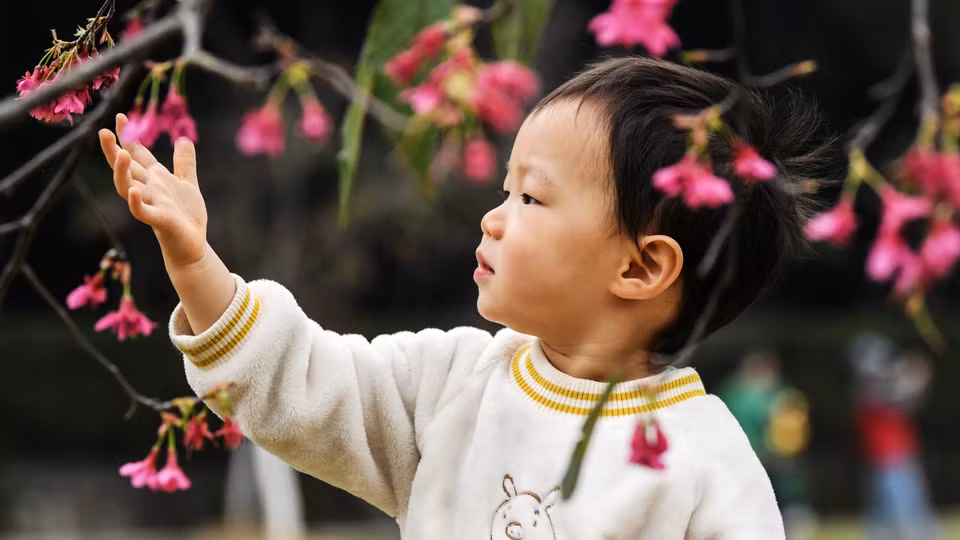 Em bé ngắm hoa anh đào trong công viện tại Nam Ninh, Khu tự trị dân tộc Choang Quảng Tây, Trung Quốc. (Ảnh: THX/TTXVN)