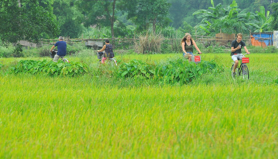 Du khách quốc tế đạp xe tham quan và trải nghiệm cuộc sống nơi đây vào mùa lúa chín. (Ảnh: Minh Đức/TTXVN)