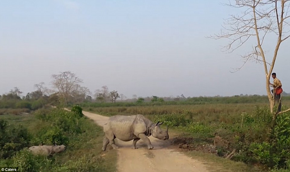 Ông Baruah đã hét lớn để cảnh báo cho nhân viên kiểm lâm trên. (Nguồn: Caters News Agency)