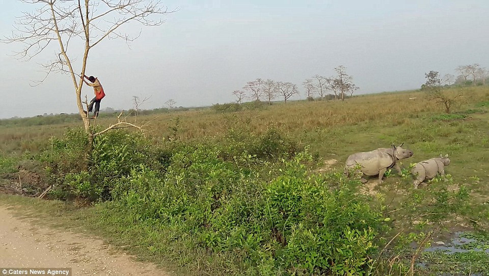 Hai con tê giác đứng theo dõi một lúc trước khi bỏ đi. (Nguồn: Caters News Agency)