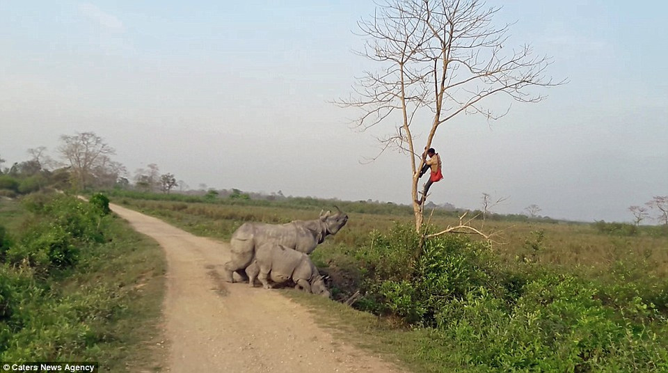 Tê giác con cũng chạy tới để theo dõi. (Nguồn: Caters News Agency)