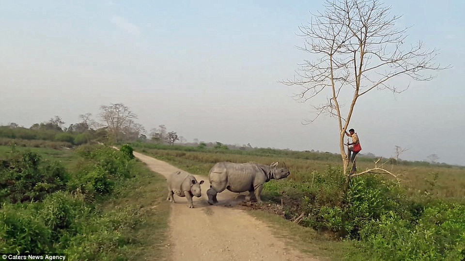Nhân viên kiểm lâm quá bất ngờ khi bị con tê giác đuổi theo nên đã quyết định trèo lên cây. (Nguồn: Caters News Agency)