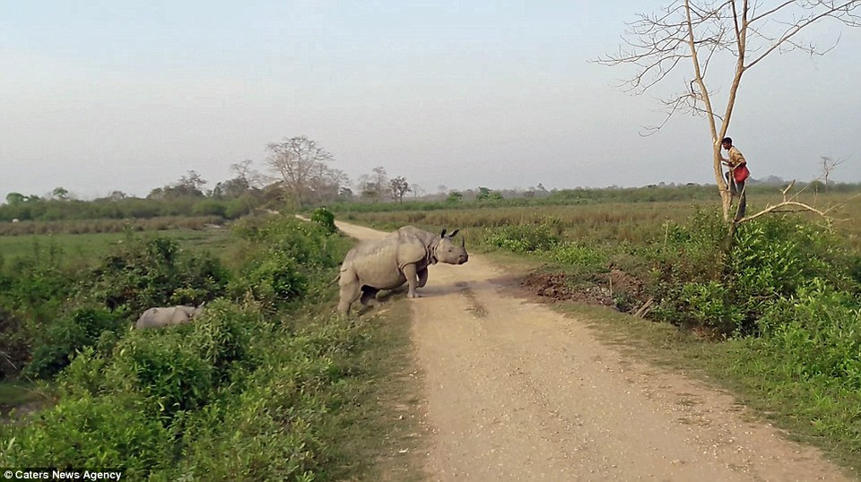 Nhận thấy nhân viên kiểm lâm đi vào gần lãnh thổ của mình, con tê giác đã quyết định đuổi theo. (Nguồn: Caters News Agency)